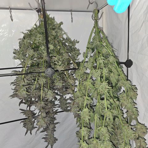 OG Kush - RQS #2 growlog timeline photo