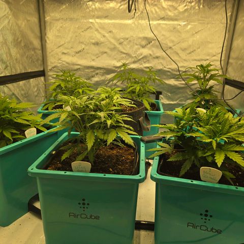 Purple Zkittlez RBX growlog photo: Oldest (grandpa) is 30 days from germ