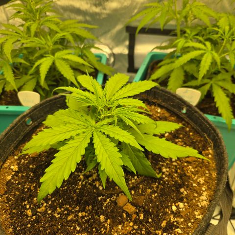 Purple Zkittlez RBX growlog timeline photo