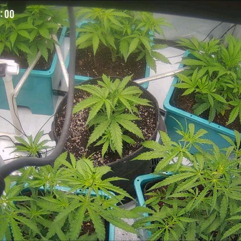 Purple Zkittlez RBX growlog timeline photo