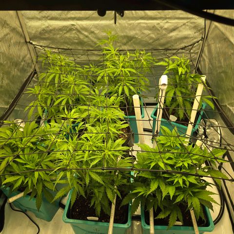 Purple Zkittlez RBX growlog photo: 4 of 7 stretching