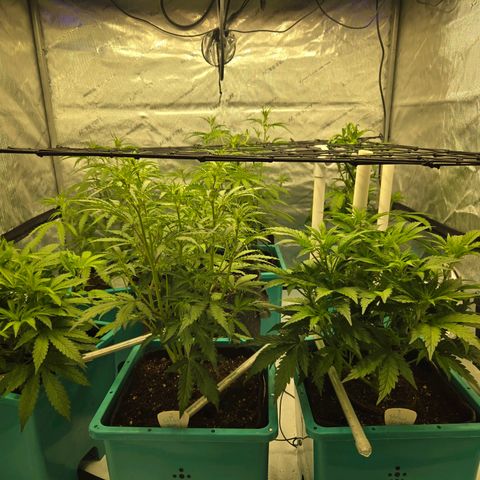 Purple Zkittlez RBX growlog photo: 4 of 7 stretching