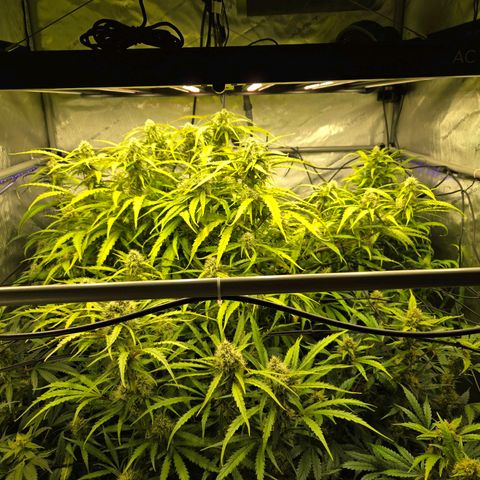 Purple Zkittlez RBX growlog photo: Stackin...