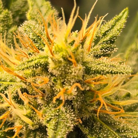 Purple Zkittlez RBX growlog photo: Stackin...