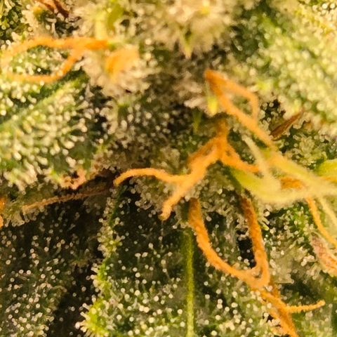 Purple Zkittlez RBX growlog photo: Stackin...