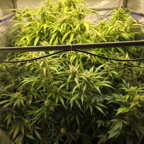 Purple Zkittlez RBX growlog photo: Stackin...