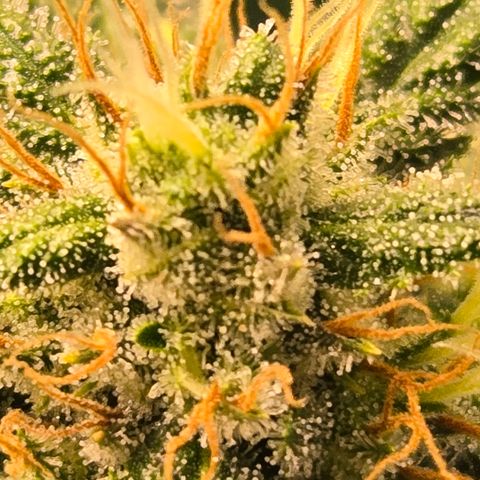 Purple Zkittlez RBX growlog photo: Stackin...
