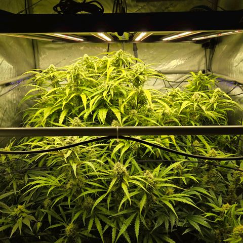 Purple Zkittlez RBX growlog photo: Stackin...