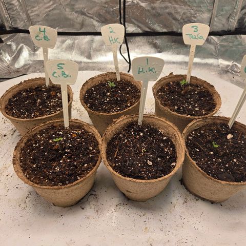 Cherry Bacio - Sensi & Sherbinski Colab #2 growlog timeline photo