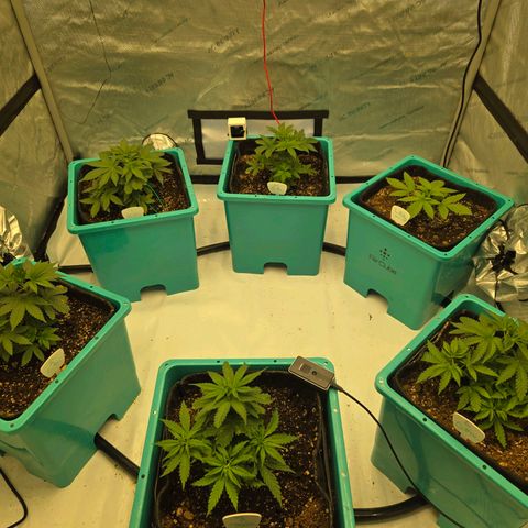 Tezla OG growlog timeline photo