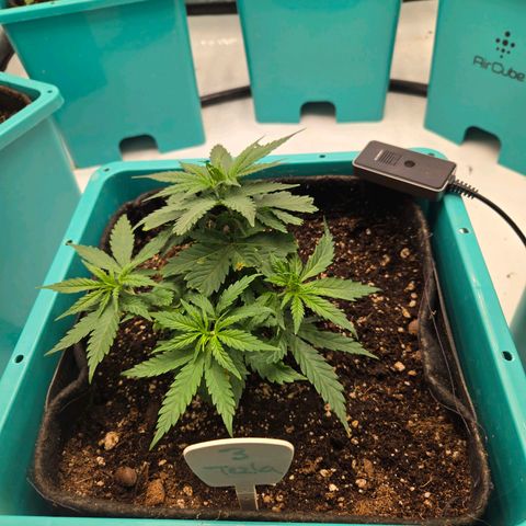 Tezla OG growlog timeline photo