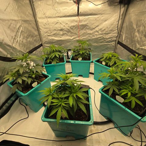 Tezla OG growlog photo: About ready to trim n flip....another week.