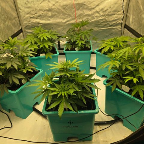 Tezla OG growlog photo: The girls are very near a hefty trim and flip to flower...
