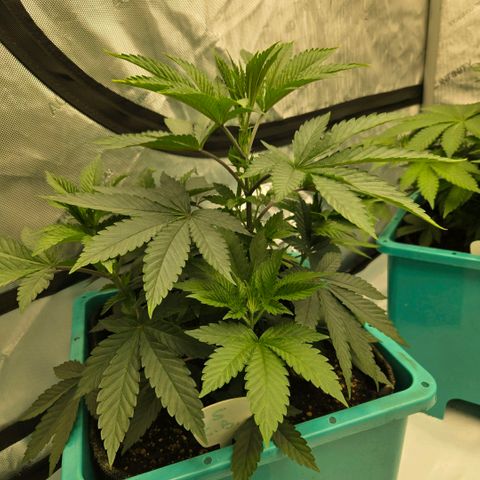 Tezla OG growlog photo: The girls are very near a hefty trim and flip to flower...