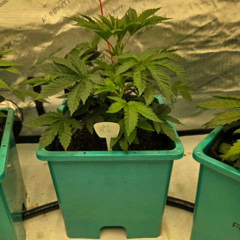 Tezla OG growlog photo: The girls are very near a hefty trim and flip to flower...