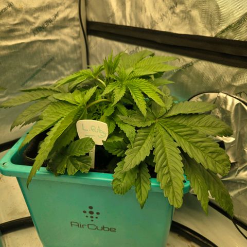 Tezla OG growlog photo: The girls are very near a hefty trim and flip to flower...