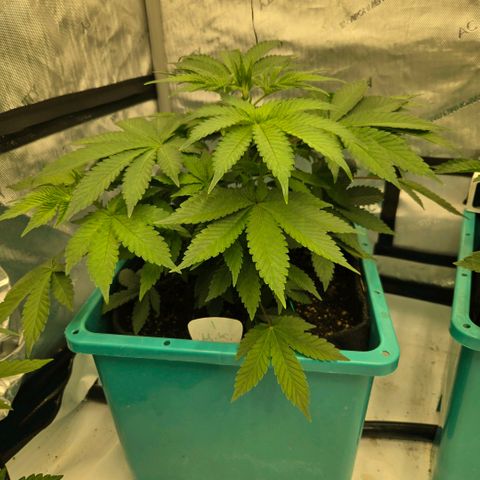 Tezla OG growlog photo: The girls are very near a hefty trim and flip to flower...