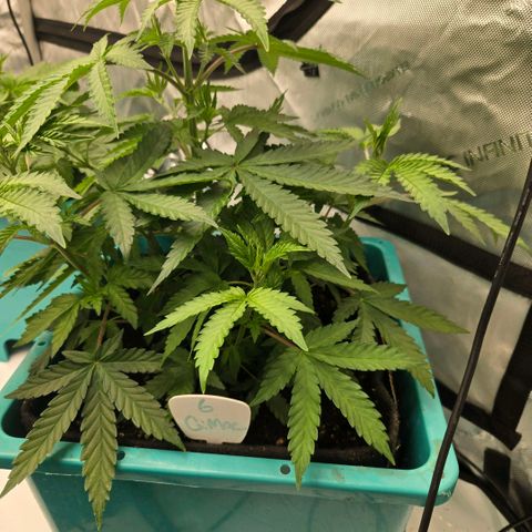 Tezla OG growlog photo: The girls are very near a hefty trim and flip to flower...