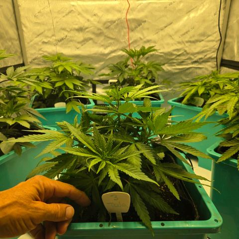 Tezla OG growlog photo: The girls are very near a hefty trim and flip to flower...