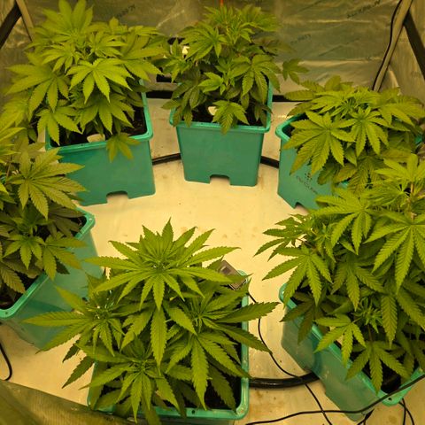 Tezla OG growlog timeline photo