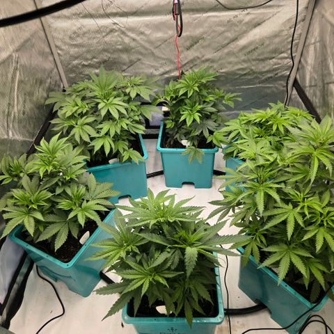 Tezla OG growlog timeline photo