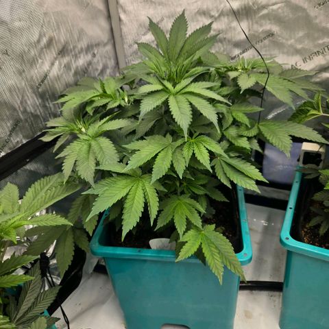 Tezla OG growlog timeline photo