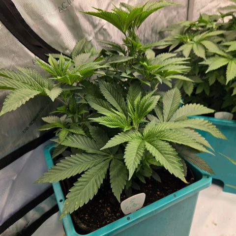 Tezla OG growlog timeline photo