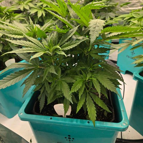 Tezla OG growlog timeline photo