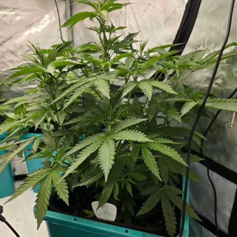 Tezla OG growlog timeline photo