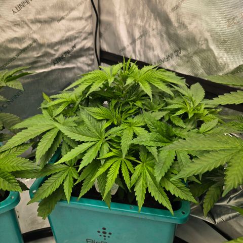 Tezla OG growlog timeline photo