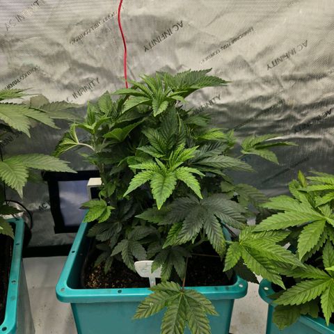 Tezla OG growlog timeline photo