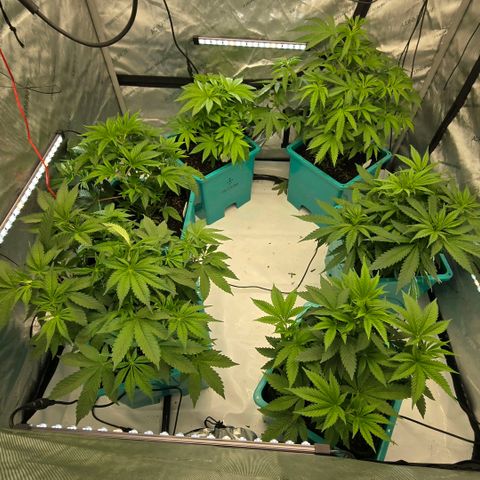 Tezla OG growlog photo: Flipped to 13 hrs light cycle for 🌼 flower