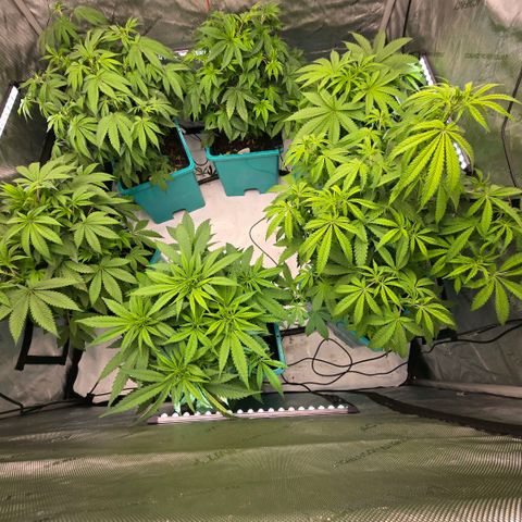 Tezla OG growlog timeline photo