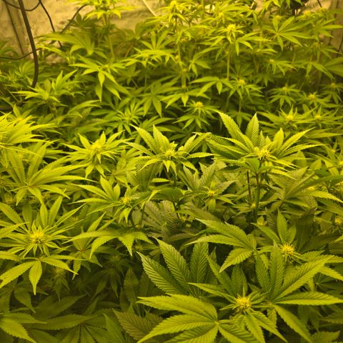 Tezla OG growlog timeline photo