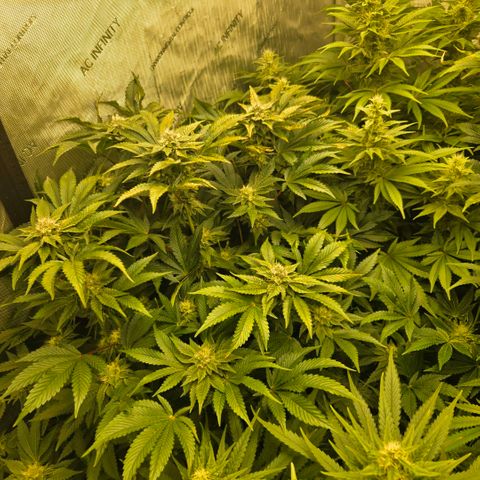 Tezla OG growlog timeline photo