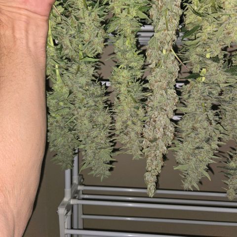 Hindu Kush #1 growlog photo: Harvest Day - upper colas