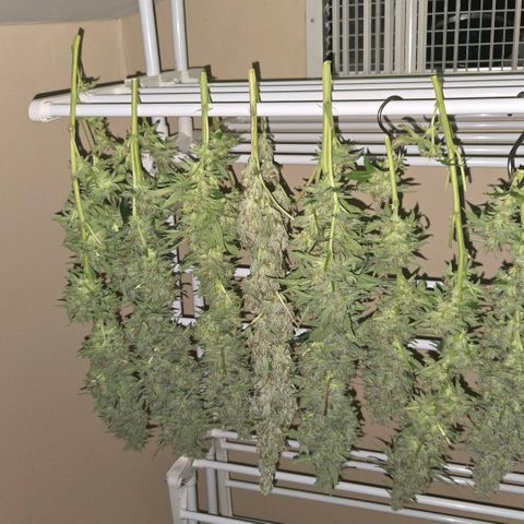 Hindu Kush #1 growlog photo: Harvest Day - upper colas