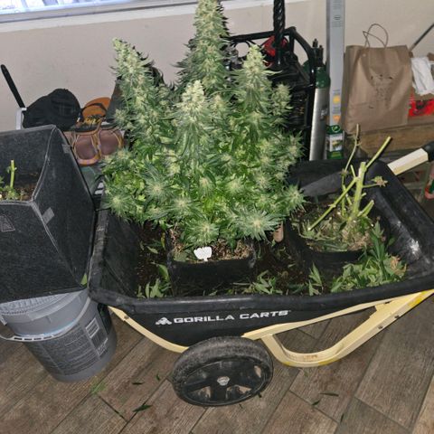 Tezla OG growlog timeline photo