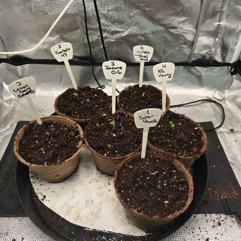 Super Skunk growlog timeline photo