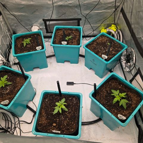 Super Skunk growlog timeline photo