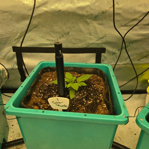 Super Skunk growlog timeline photo