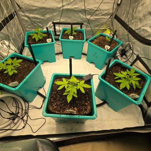 Super Skunk growlog photo: FiM'd 5 of 6