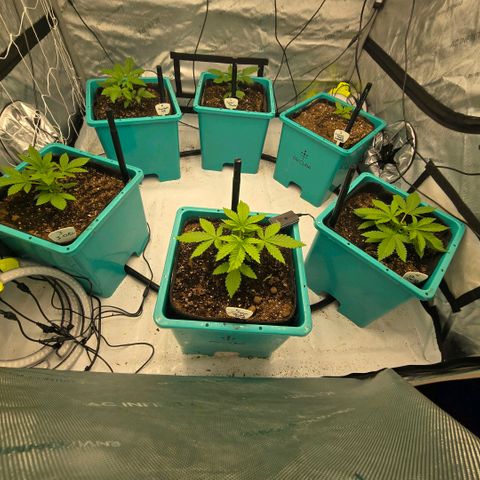 Super Skunk growlog timeline photo
