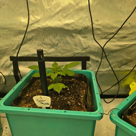 Super Skunk growlog timeline photo