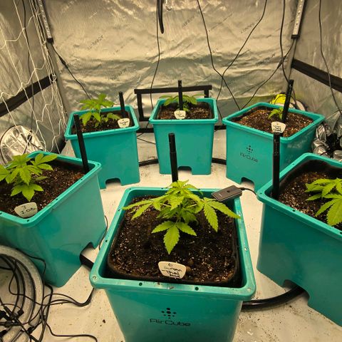 Super Skunk growlog timeline photo