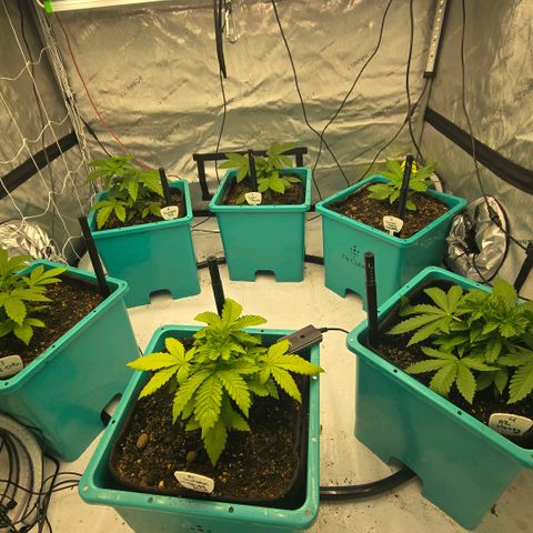 Super Skunk growlog timeline photo