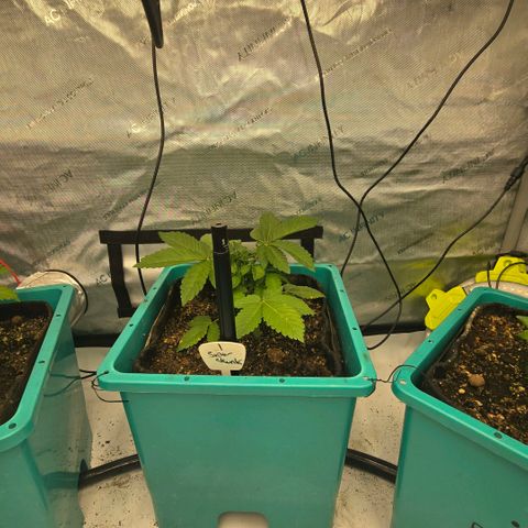 Super Skunk growlog timeline photo