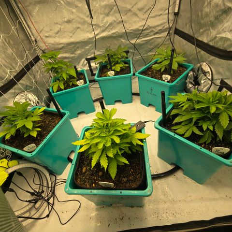 Super Skunk growlog timeline photo