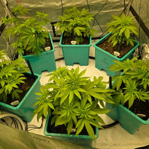 Super Skunk growlog photo: Flipped to 12.5 hrs light at 100% 3 x feedings