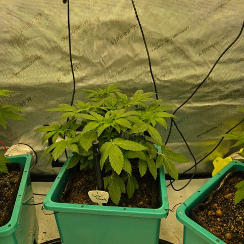 Super Skunk growlog timeline photo